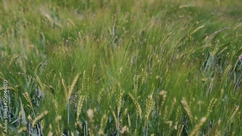 Impressionistic landscape captures harvest excitement, Autumn winds animate fields of ripening barley with energy