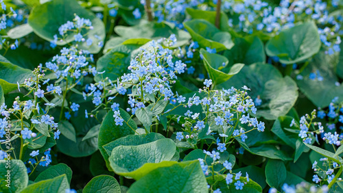 Foto Brunnera macrophylla is a perennial herbaceous plant with blue flowers and large green leaves that are shaped like a heart
