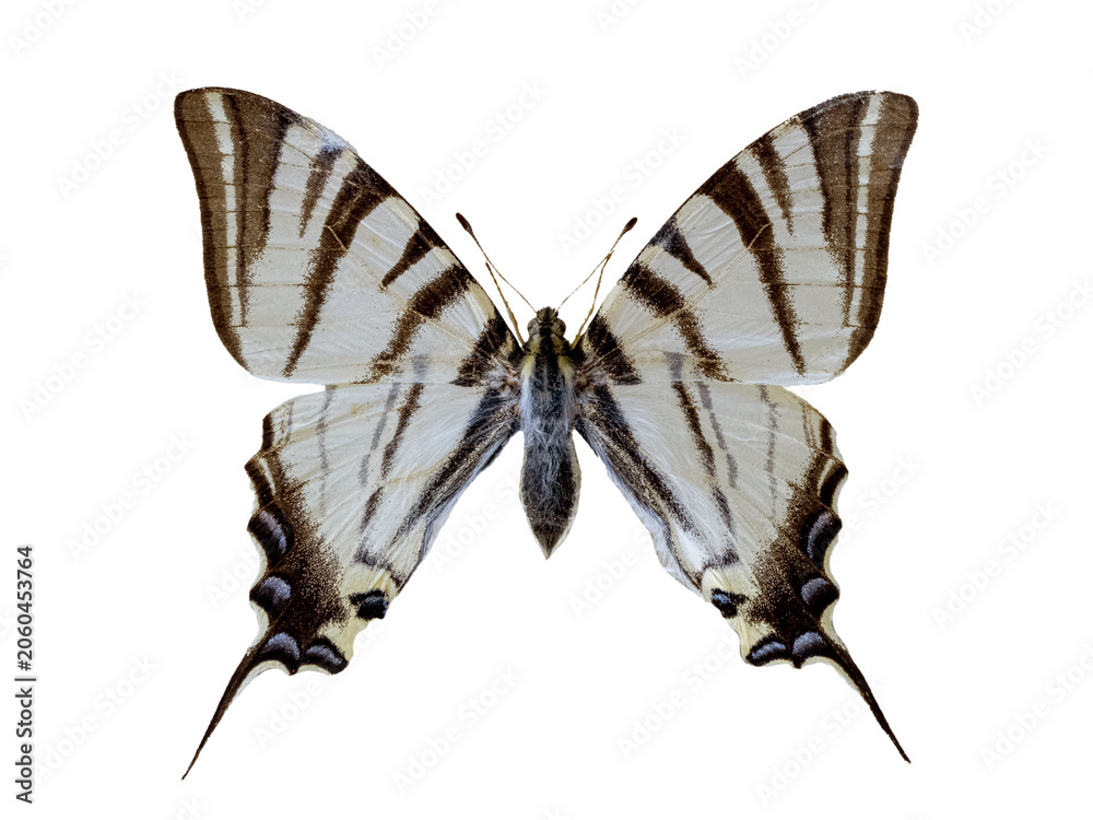 Fototapeta premium Scarce swallowtail butterfly isolated on a white background.