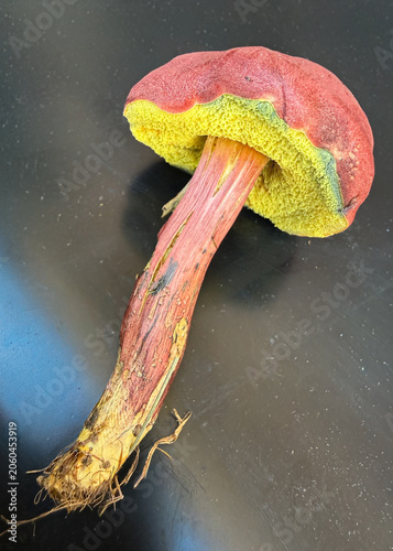 Red-Capped Bolete Mushroom with Yellow Pores and Red Stem Growing Beneath Oak Trees