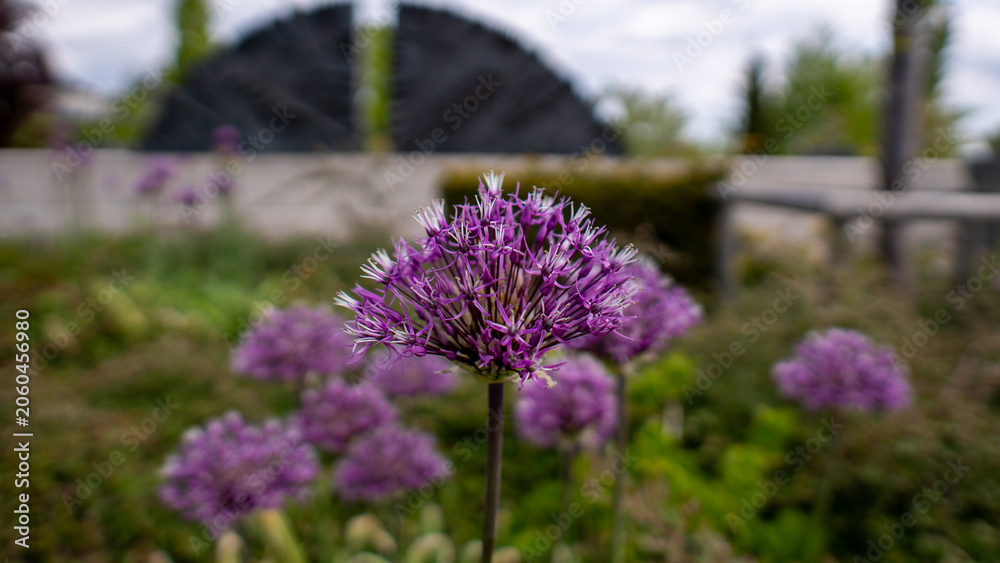 Obraz premium Close-up of purple flowering plants in garden, serene outdoor space