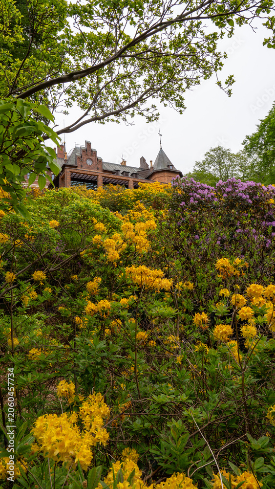 Naklejka premium Castle peeking through yellow flowers and green trees