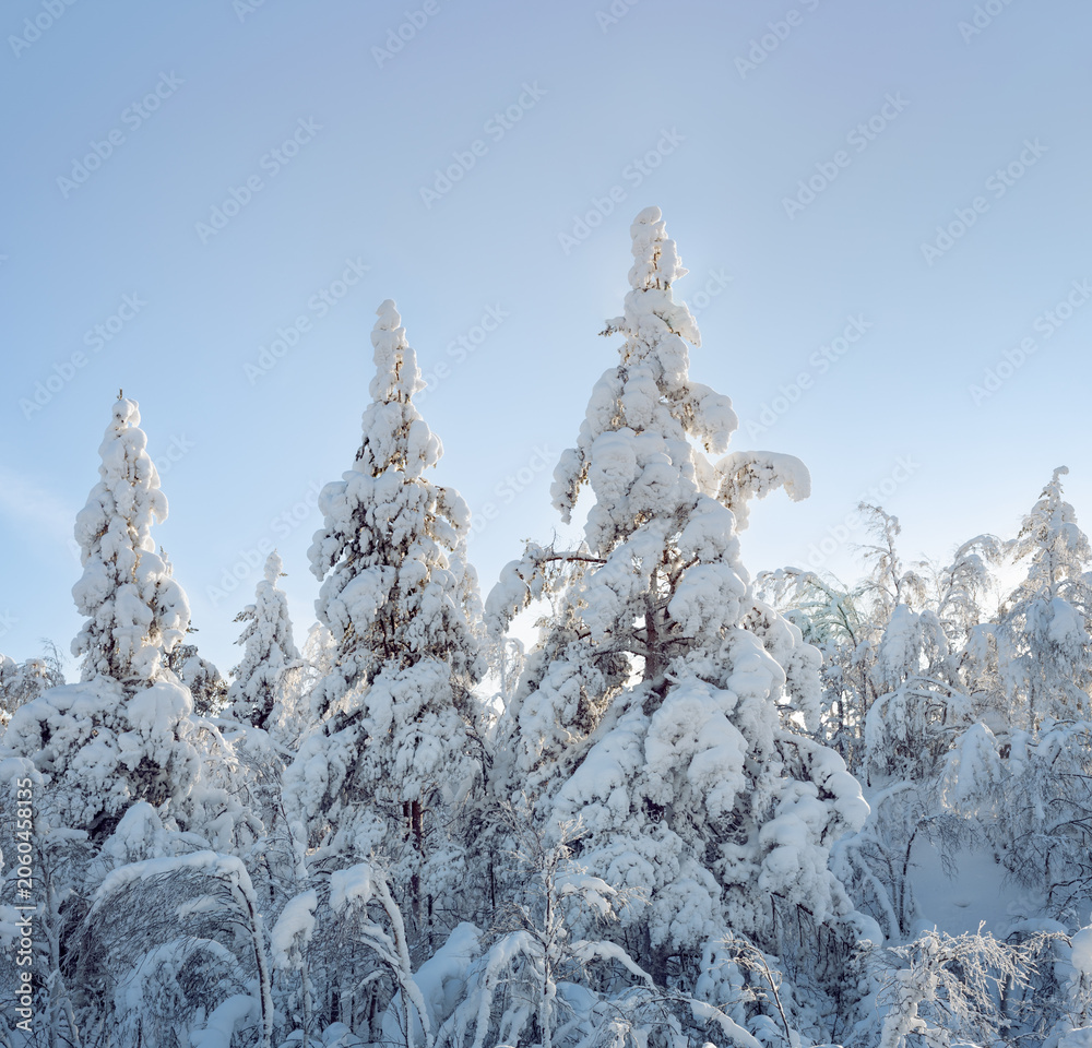 Obraz premium Winter landscape in fir forest, Snow covered pine trees in winter