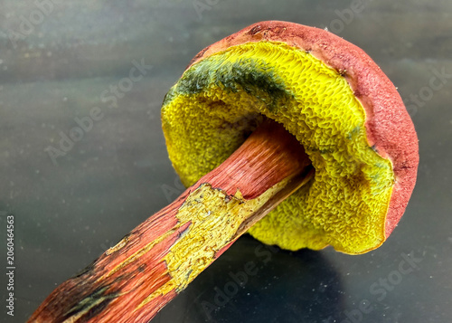 Red-Capped Bolete Mushroom with Yellow Pores and Blue Bruising on Dark Background