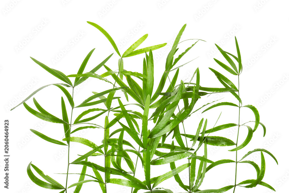 Fototapeta premium Branches with green bamboo leaves on white background