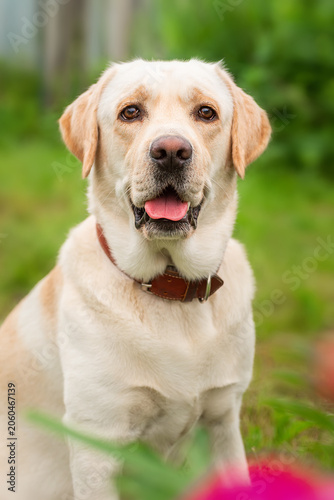 dog labrador retriever fawn color in nature.