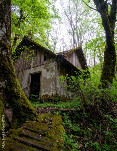 Abandoned cabin in a lush forest