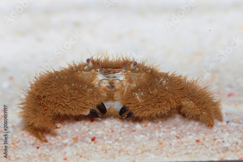 Foto Teddy Bear Crab On The Sand, Pilumnus vespertilio