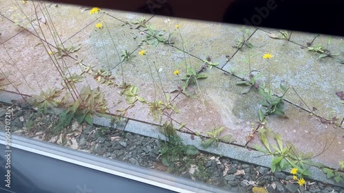 Green grass coming though stone paving seen from a window