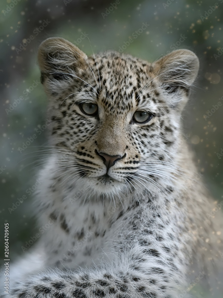 Fototapeta premium Baby Leopard Shows Soft Eyes and Calm Nature in the Wild