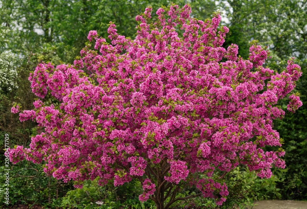 Obraz premium A large bush covered in vibrant pink cherry blossoms stands in a garden with green foliage and trees in the background, during the spring season