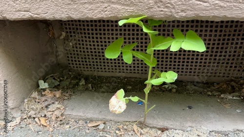 a plant growing through asphalt near a building