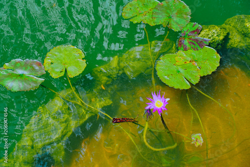 The landscape of Bok tower garden in lake wales of Florida