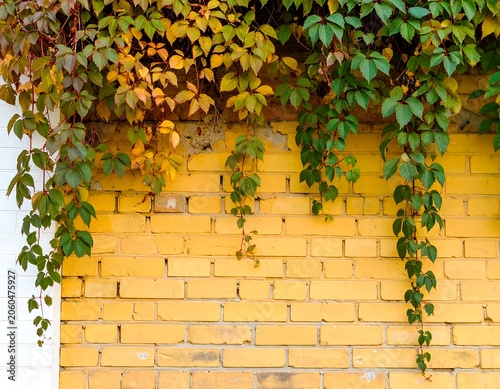 Autumnal brick wall adorned with ivy