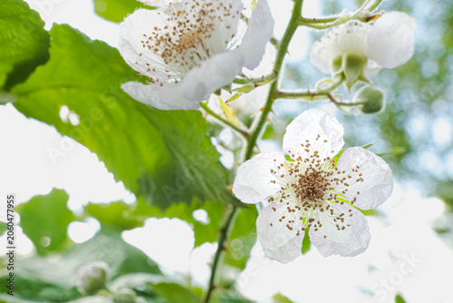 Εκτύπωση καμβά Blackberry blossoms (Rubus fruticosus) blooming on a thorny branch with green le