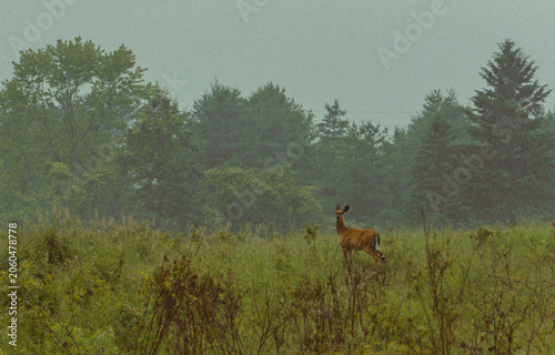 White-tailed deer standing in a rainy meadow at Lynde Shores