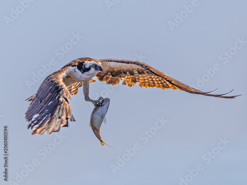 osprey in flight