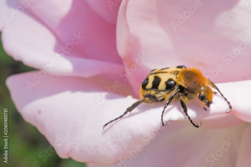 A macro photograph of a Bee Beetle resting on a soft pink flower petal; Trichius Zonatus