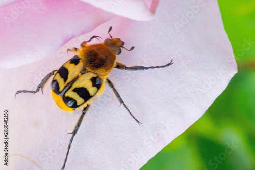 A macro photograph of a Bee Beetle resting on a soft pink flower petal; Trichius Zonatus