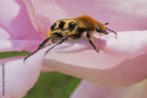 A macro photograph of a Bee Beetle resting on a soft pink flower petal; Trichius Zonatus