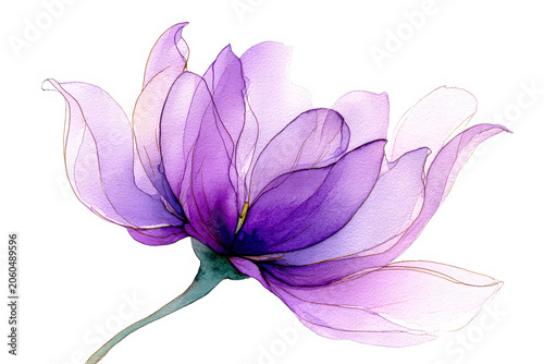Purple Lotus Flower Watercolor Illustration on White Background