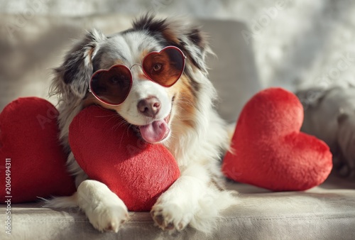 Australian shepherd dog wearing red heart shaped glasses lying on a beige couch with red plush heart pillows for a romantic holiday celebration