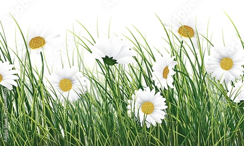 Fotografie Daisies blooming gracefully in a verdant meadow