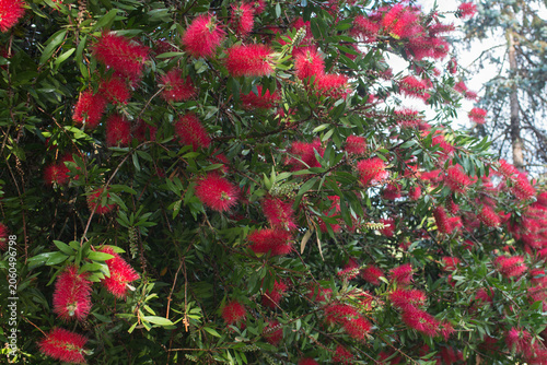 Принти на полотні Background with common red bottlebrush flowering, also known as crimson bottlebr