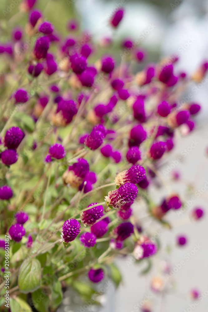 Obraz premium Close up of Gomphrena globosa in shallow focus, commonly known as globe amaranth is an edible flower to relieve prostate and reproductive problems.