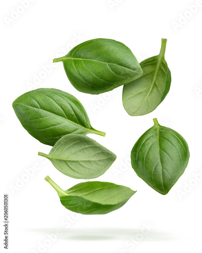 Basil leaves set isolated fresh green herb collection