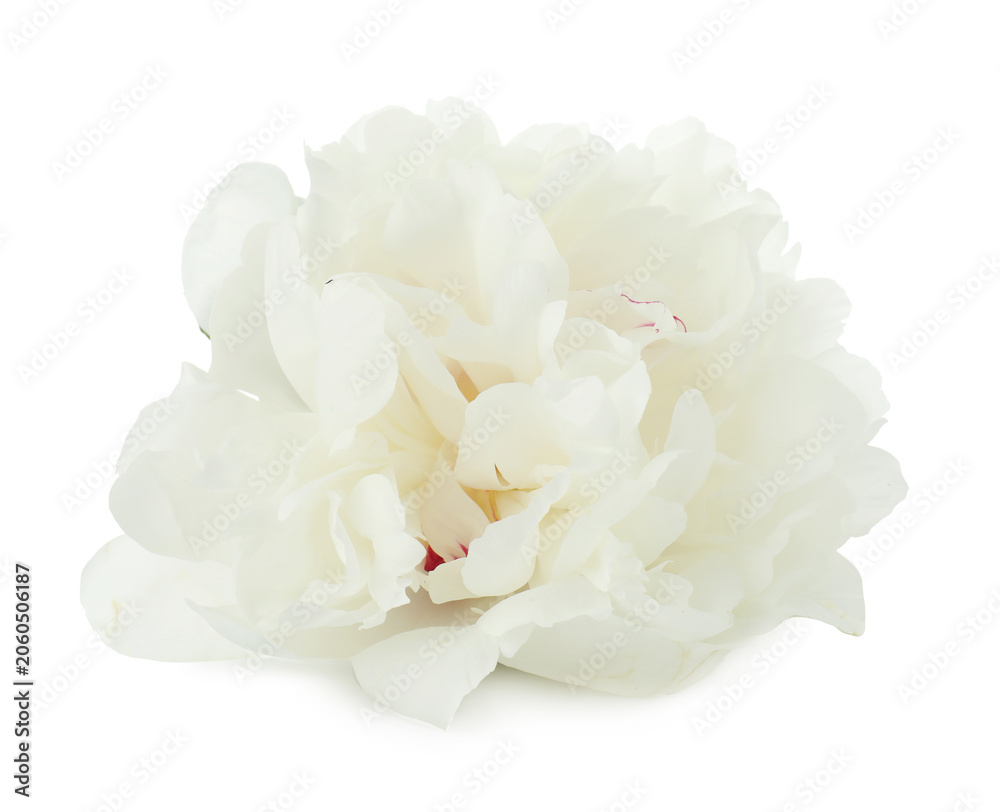 Fototapeta premium One beautiful peony flower isolated on white