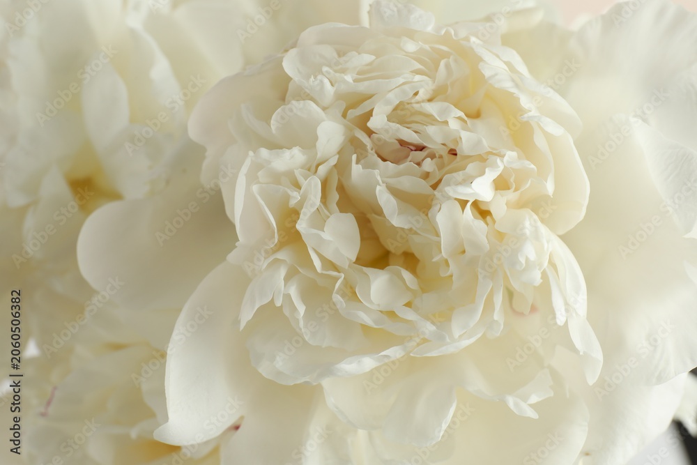 Fototapeta premium Beautiful white peony flower as background, closeup