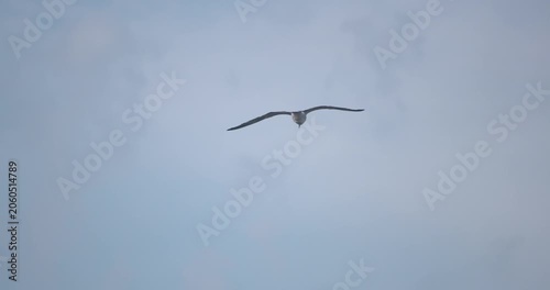 Seagull bird floating on the wind wings spread blue sky slow motion