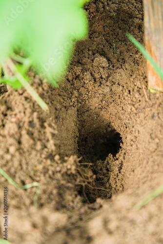 Mole Tunnel in Garden Soil
