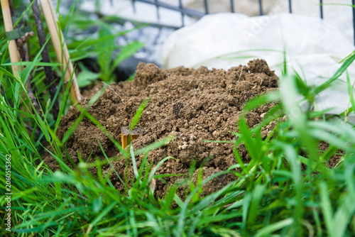 Molehill on Lawn in Garden