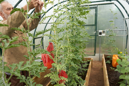 Quadro su tela Growing watermelon bushes vertically in a greenhouse