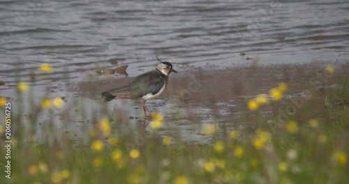 Lapwing bird feeding on river shore yellow flowers slow motion wildlife