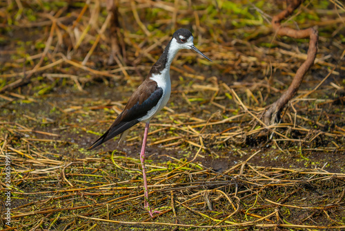 Black-necked Stilt standing in the marsh