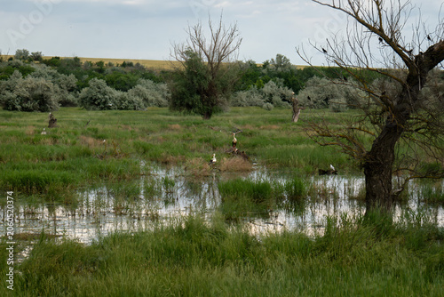 The natural habitat of storks. A marshy area surrounded by old trees and lush vegetation.