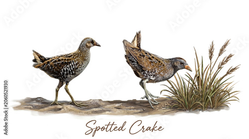 A detailed 3D illustration of two spotted crakes (Spotted Crake) standing and crouching beside the reeds along the water’s edge against a white background.