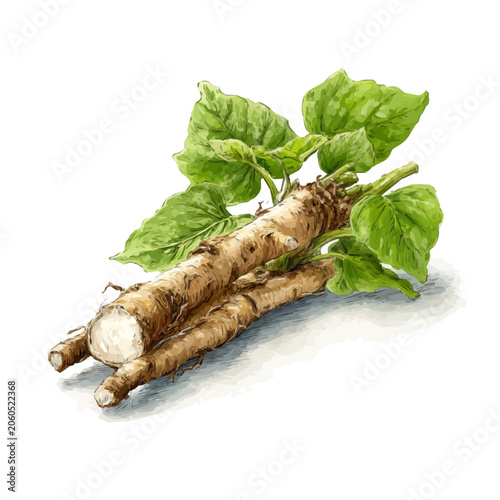 Tableau sur toile Burdock Root, isolated watercolor element on white background