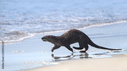 Cuadro en lienzo A North American River Otter Running Into The Ocean  (Lontra Canadensis)