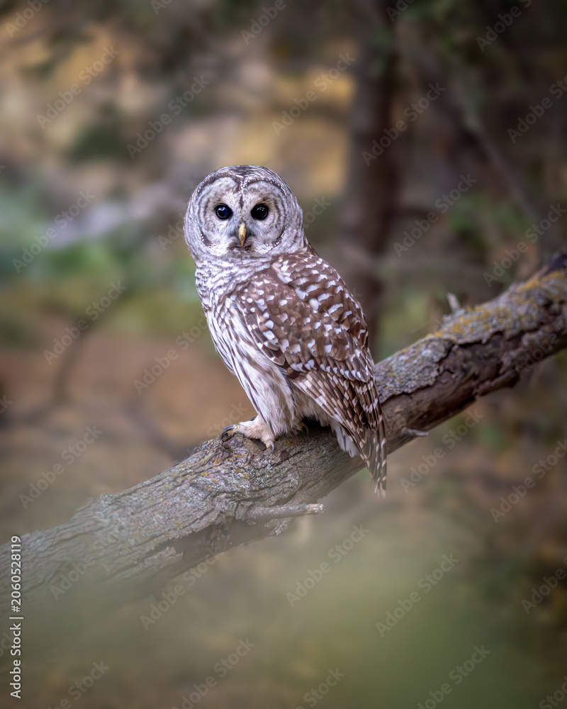 Fototapeta premium Barred Owl Perched