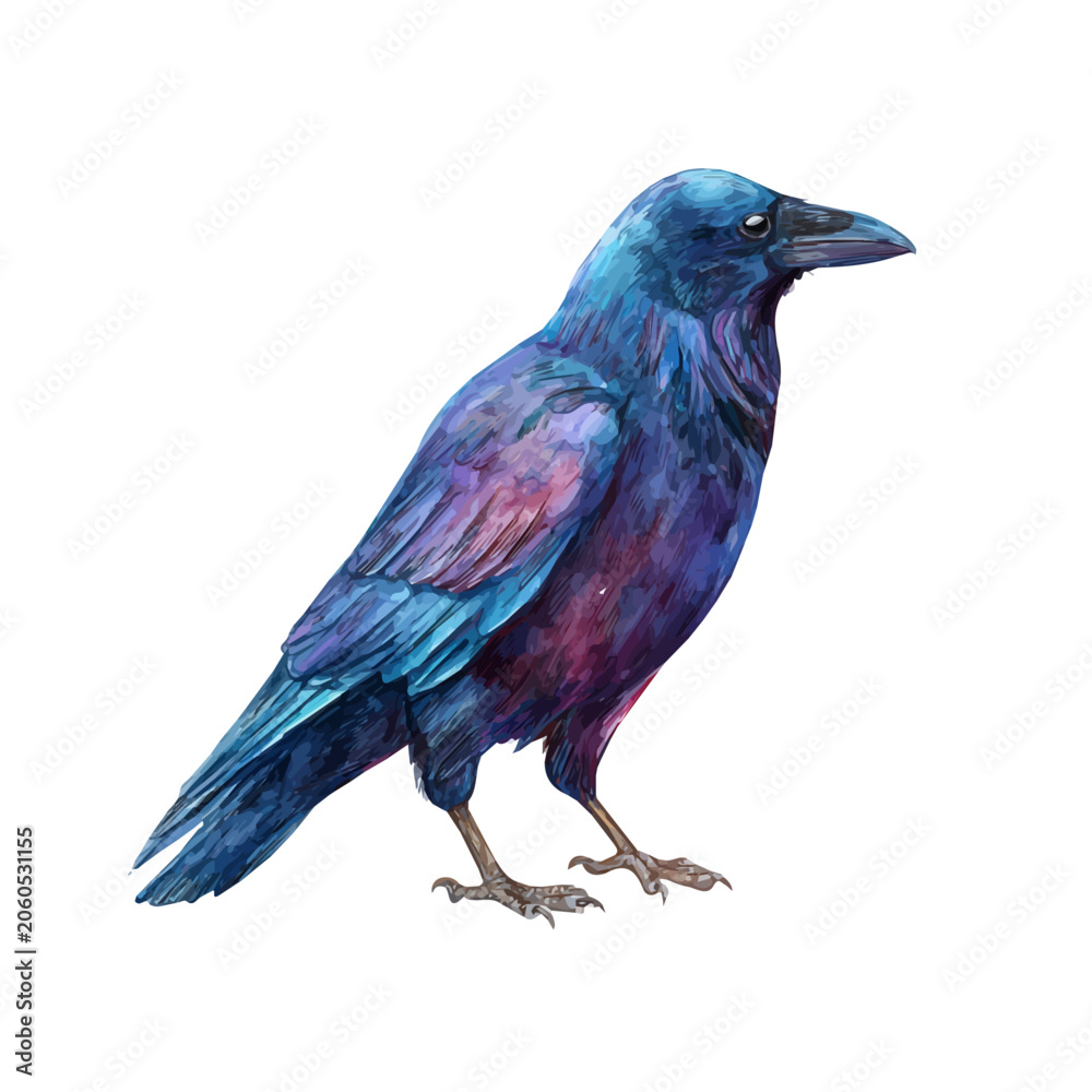 Obraz premium Watercolor drawing of Raven, on clean white background