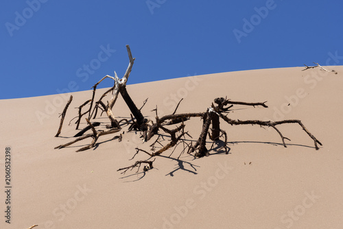 A landscape of a barren sand dune with remnants of dry vegetation.