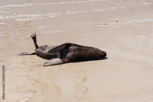 A sea lion resting on the sand.