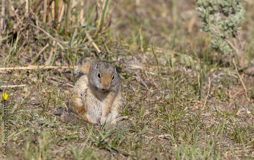 Foto Cute Uinta Ground Squirrel in Yellowstone National Park Wyoming in Springtime