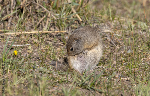 Konstfotografi Cute Uinta Ground Squirrel in Yellowstone National Park Wyoming in Springtime