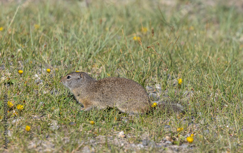 Fotografía Cute Uinta Ground Squirrel in Yellowstone National Park Wyoming in Springtime