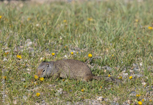 Obraz na plátně Cute Uinta Ground Squirrel in Yellowstone National Park Wyoming in Springtime